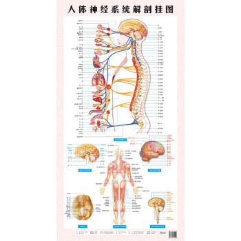 人体神经系统解剖挂图西医