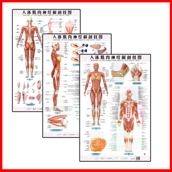 人體肌肉神經解剖掛圖 3張/套 中英文對照版 西醫掛圖 人體經絡穴位大掛圖 醫學保健衛生 pdf epub mobi 下载