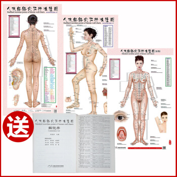 人体经络穴位标准挂图正侧背女性3张/套赠解说册 中医养生穴位图 男性经络挂图 家庭保健图 pdf epub mobi 下载