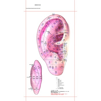 最新国家标准耳穴挂图(真人版) pdf epub mobi 下载