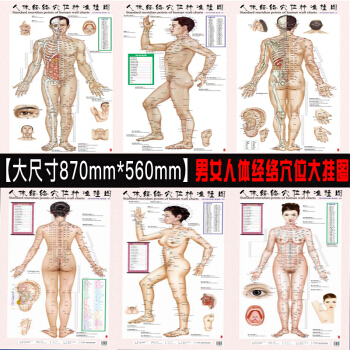 人體經絡穴位標準掛圖（套）（男性+女性1套6張掛圖）醫學掛圖用圖 人體經絡大掛圖傢用中醫美體針灸艾 (女性+男性1套6張掛圖) pdf epub mobi 下载