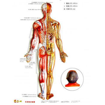 便攜式董氏奇穴,經穴對照掛圖 保健 養生 中醫養生 經絡穴位 王敏主編 2012年8月 pdf epub mobi 下载