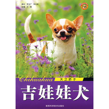 吉娃娃犬 天之轿子